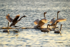 swan