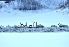 Dreamlike Swan Lake 梦幻天鹅湖