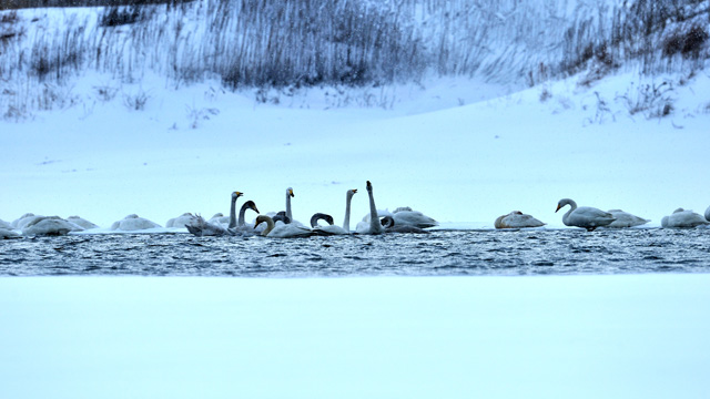 Dreamlike Swan Lake 梦幻天鹅湖